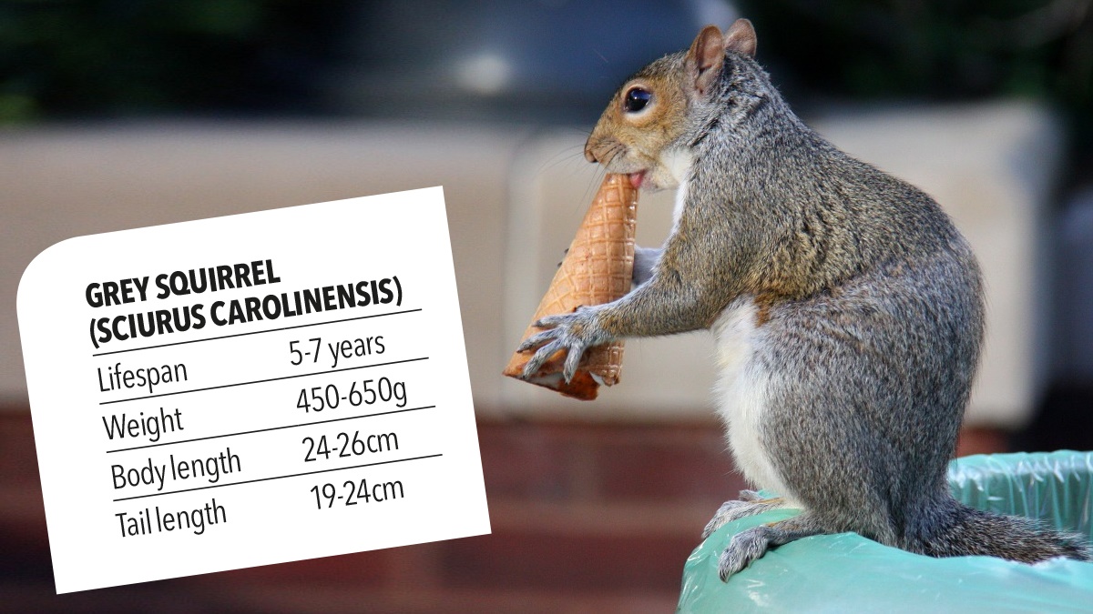 Grey squirrel lifespan weight body length tail length Grey squirrel lifespan weight body length tail length